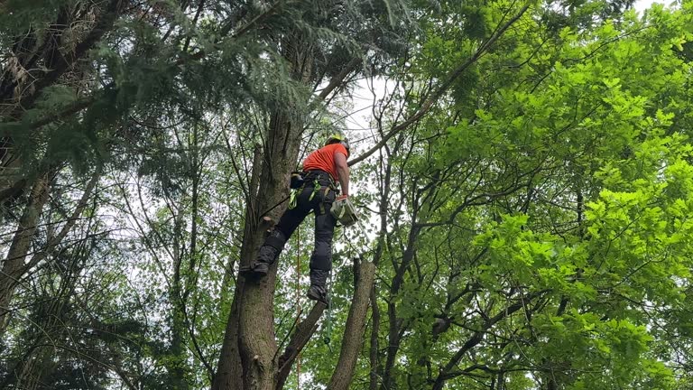 How Our Tree Care Process Works  in Lake Holiday, IL